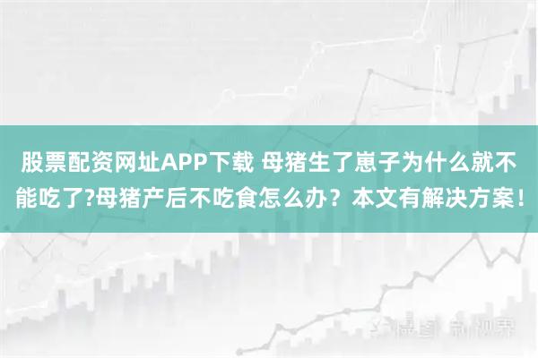 股票配资网址APP下载 母猪生了崽子为什么就不能吃了?母猪产后不吃食怎么办?本文有解决方案!